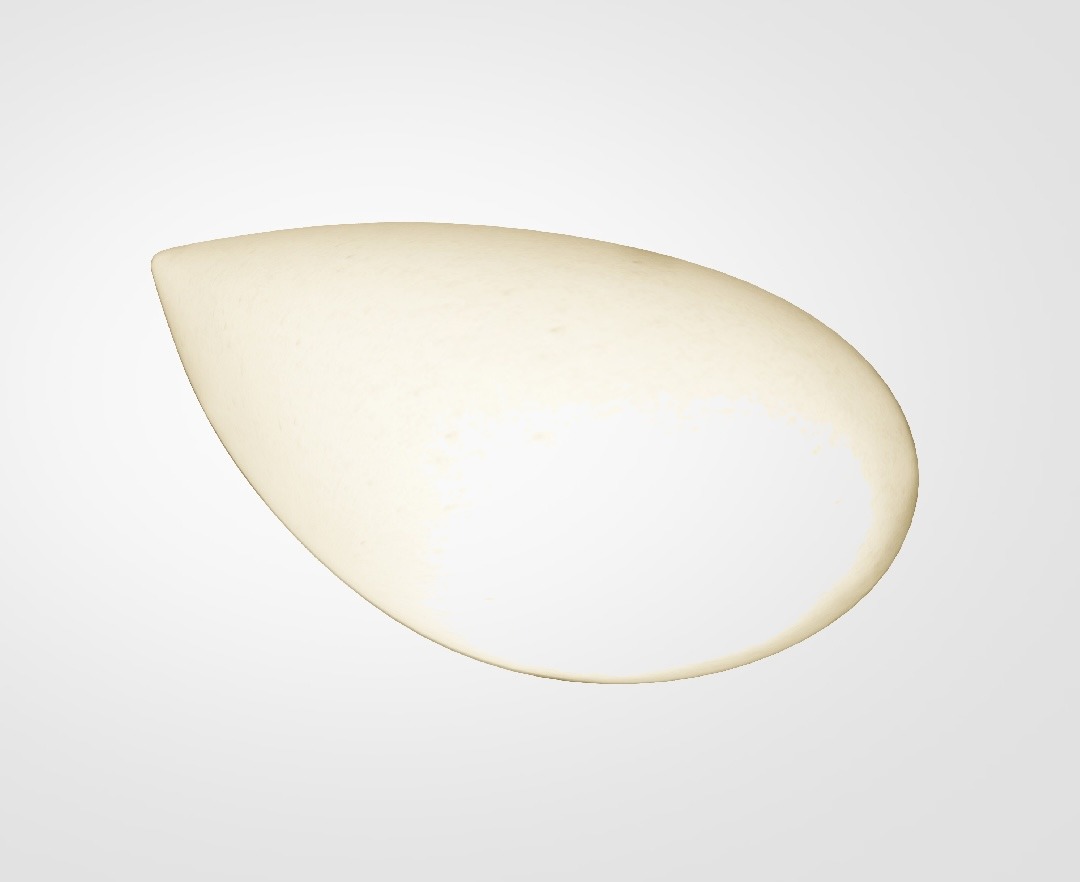 01.Oliva Metatarsal 01.Oliva Metatarsal